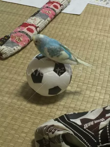 コメントの画像