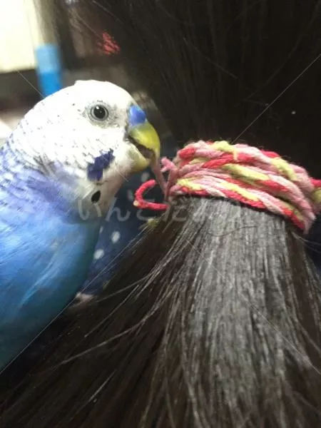 コメントの画像