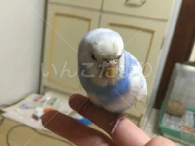 コメントの画像