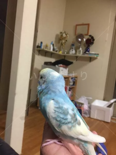 コメントの画像