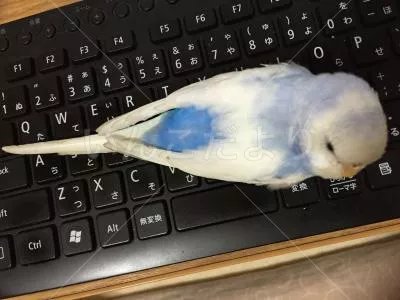 コメントの画像