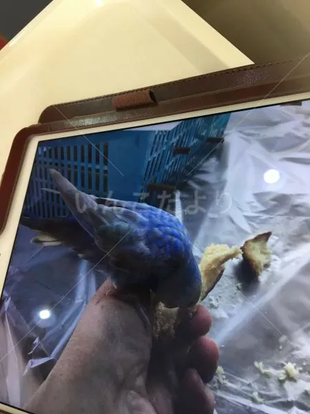 コメントの画像