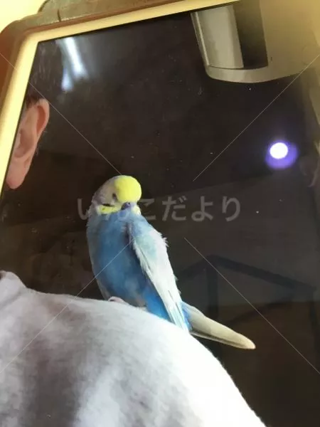 コメントの画像
