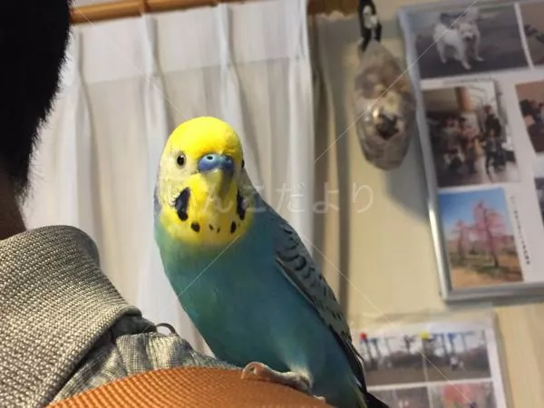 コメントの画像