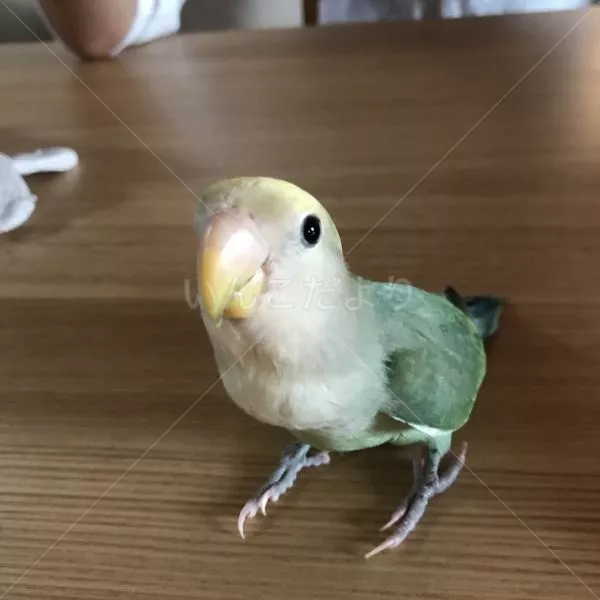 コメントの画像