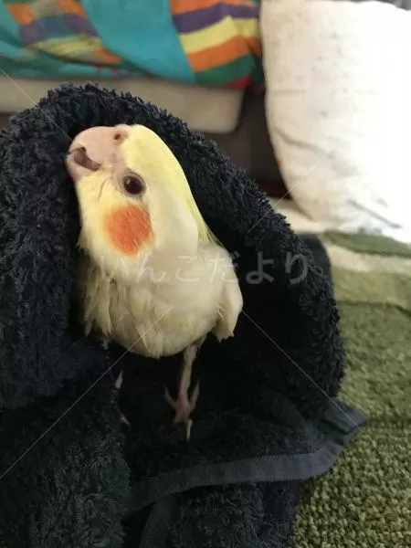 コメントの画像