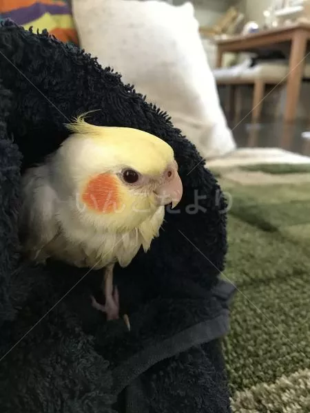 コメントの画像