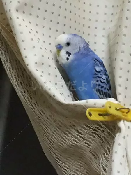 コメントの画像