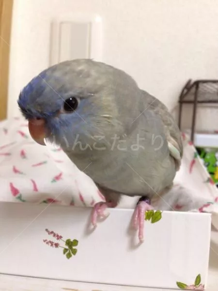 コメントの画像