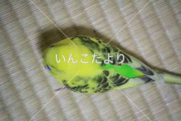 コメントの画像