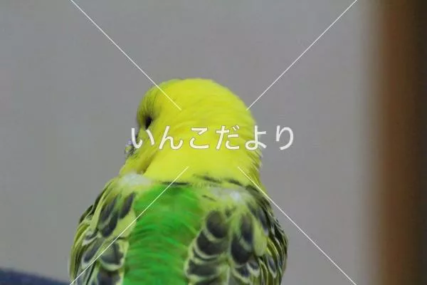 コメントの画像