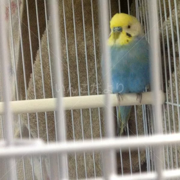 コメントの画像