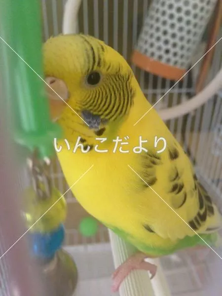 コメントの画像