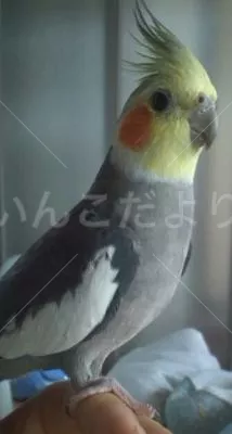 コメントの画像