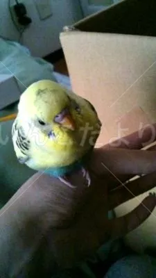 コメントの画像