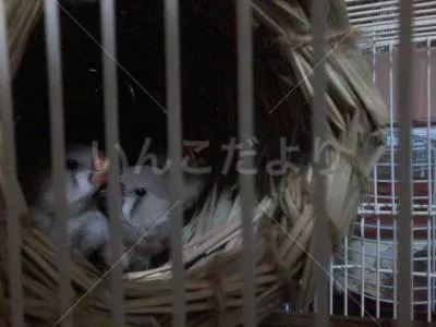 コメントの画像