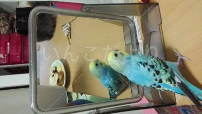 コメントの画像