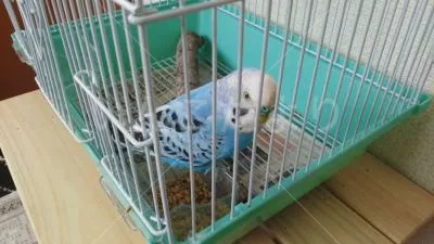 コメントの画像