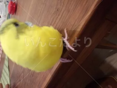 コメントの画像