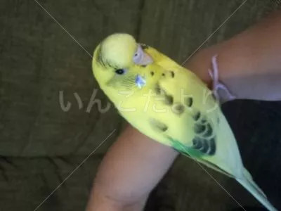 コメントの画像