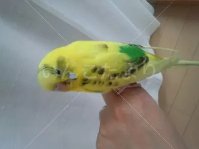 コメントの画像