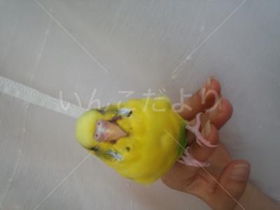 コメントの画像