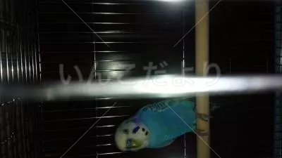 コメントの画像