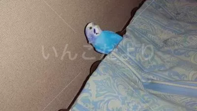 コメントの画像