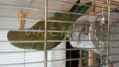 コメントの画像