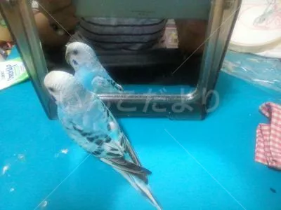 コメントの画像