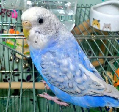 コメントの画像