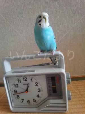 コメントの画像