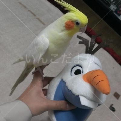 コメントの画像