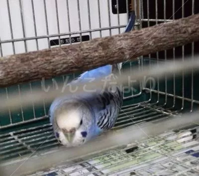 コメントの画像