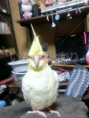 コメントの画像