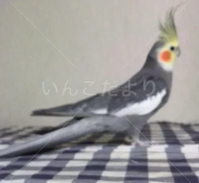 コメントの画像