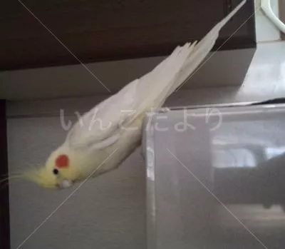 コメントの画像