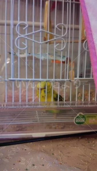 コメントの画像