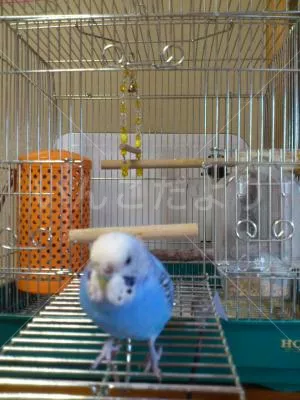 コメントの画像