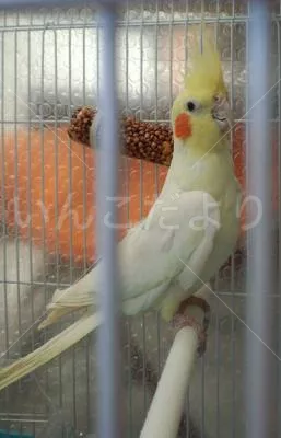 コメントの画像