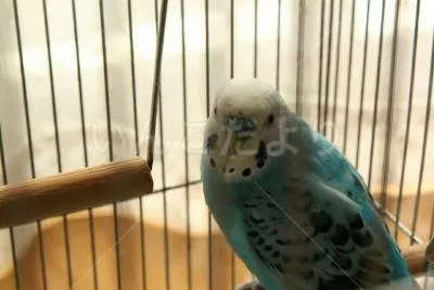 コメントの画像