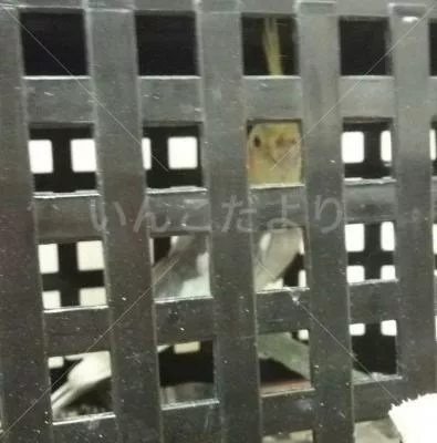 コメントの画像