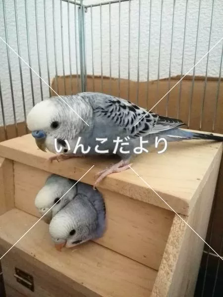 コメントの画像