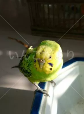 コメントの画像