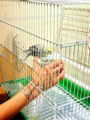 コメントの画像