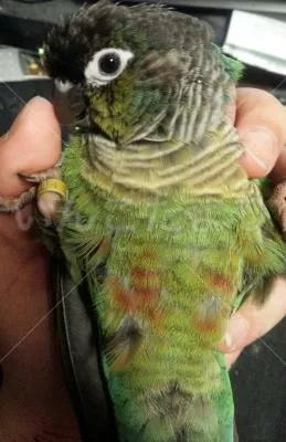 コメントの画像