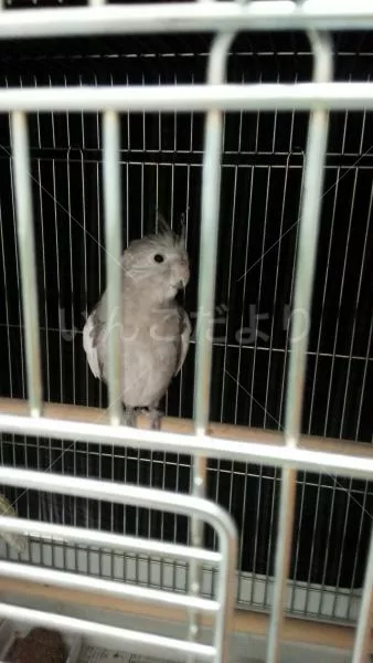 コメントの画像