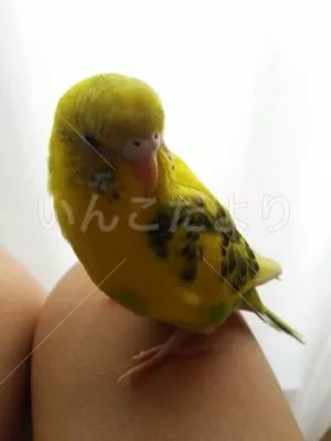 コメントの画像