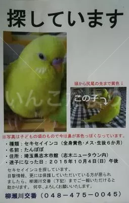 コメントの画像