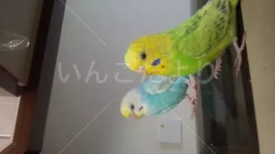 コメントの画像